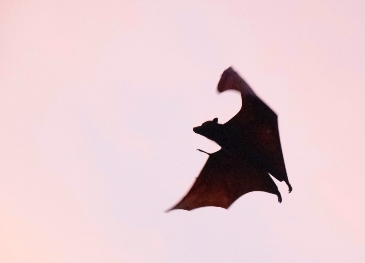 Fledermaus