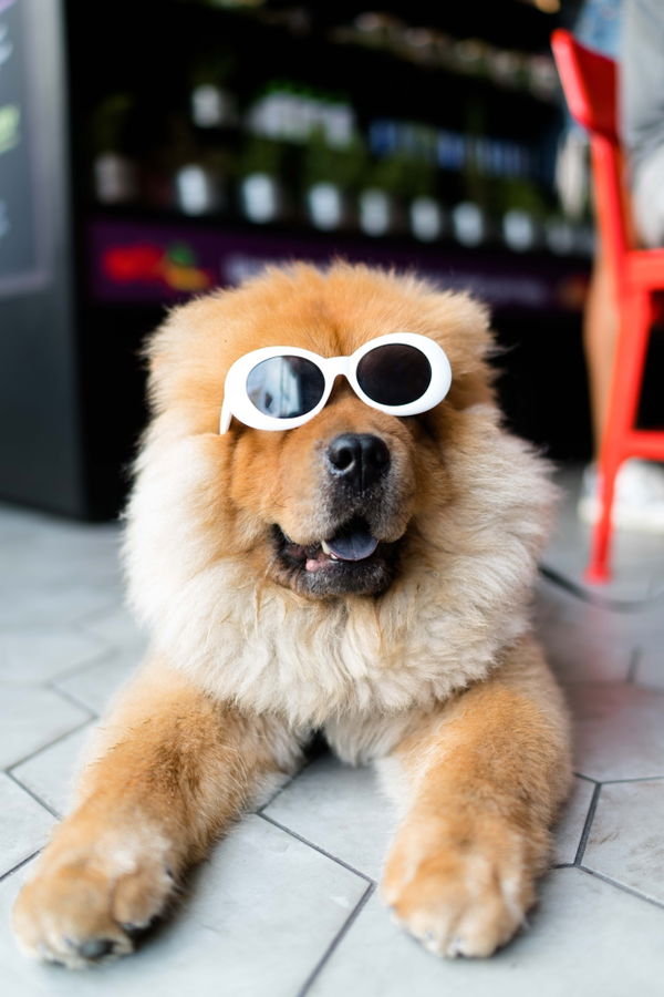 5 witzige Dinge, die du noch nicht über Hunde weißt