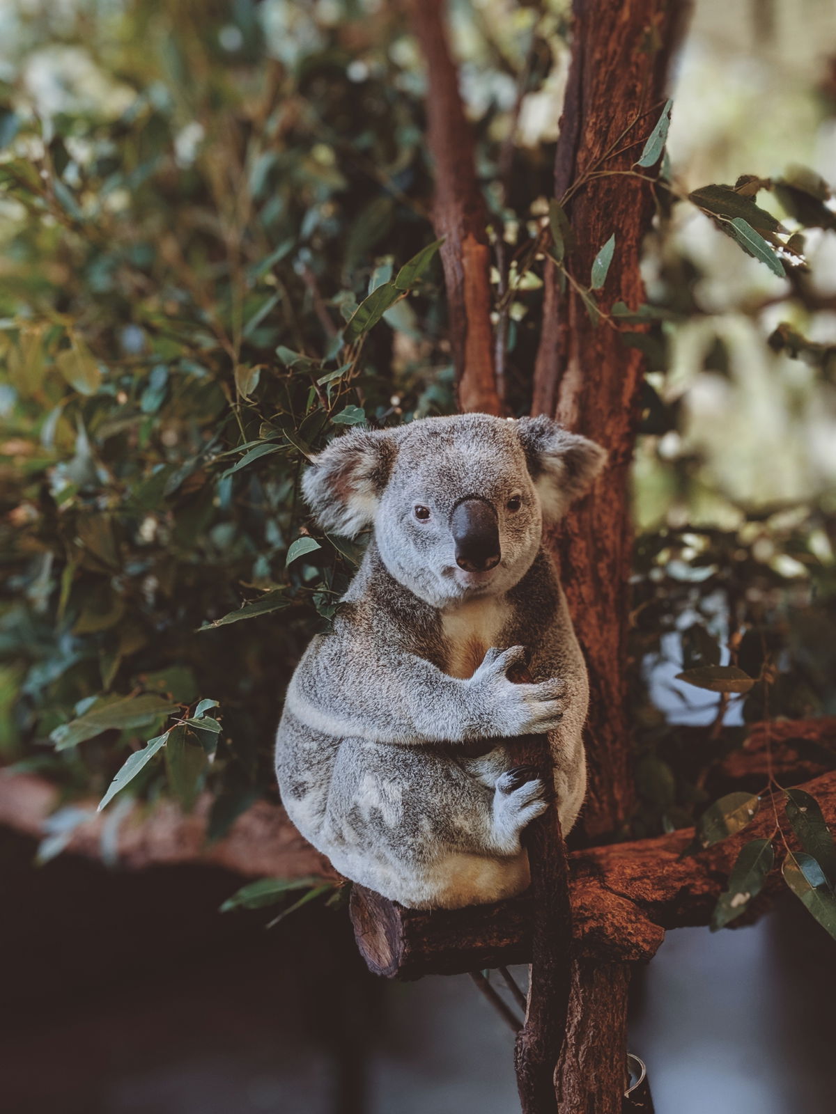 Brände in Australien: So kannst du helfen! 