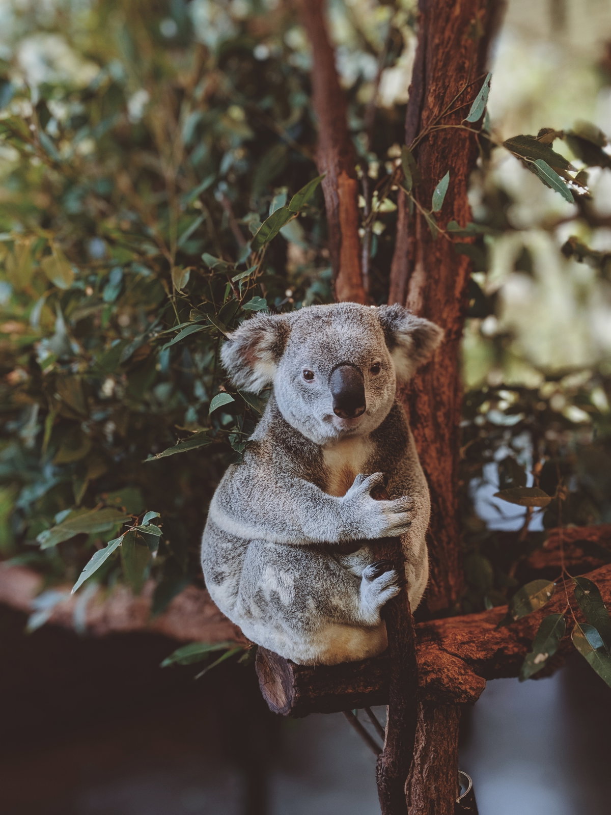 Brände in Australien: So könnt ihr helfen!