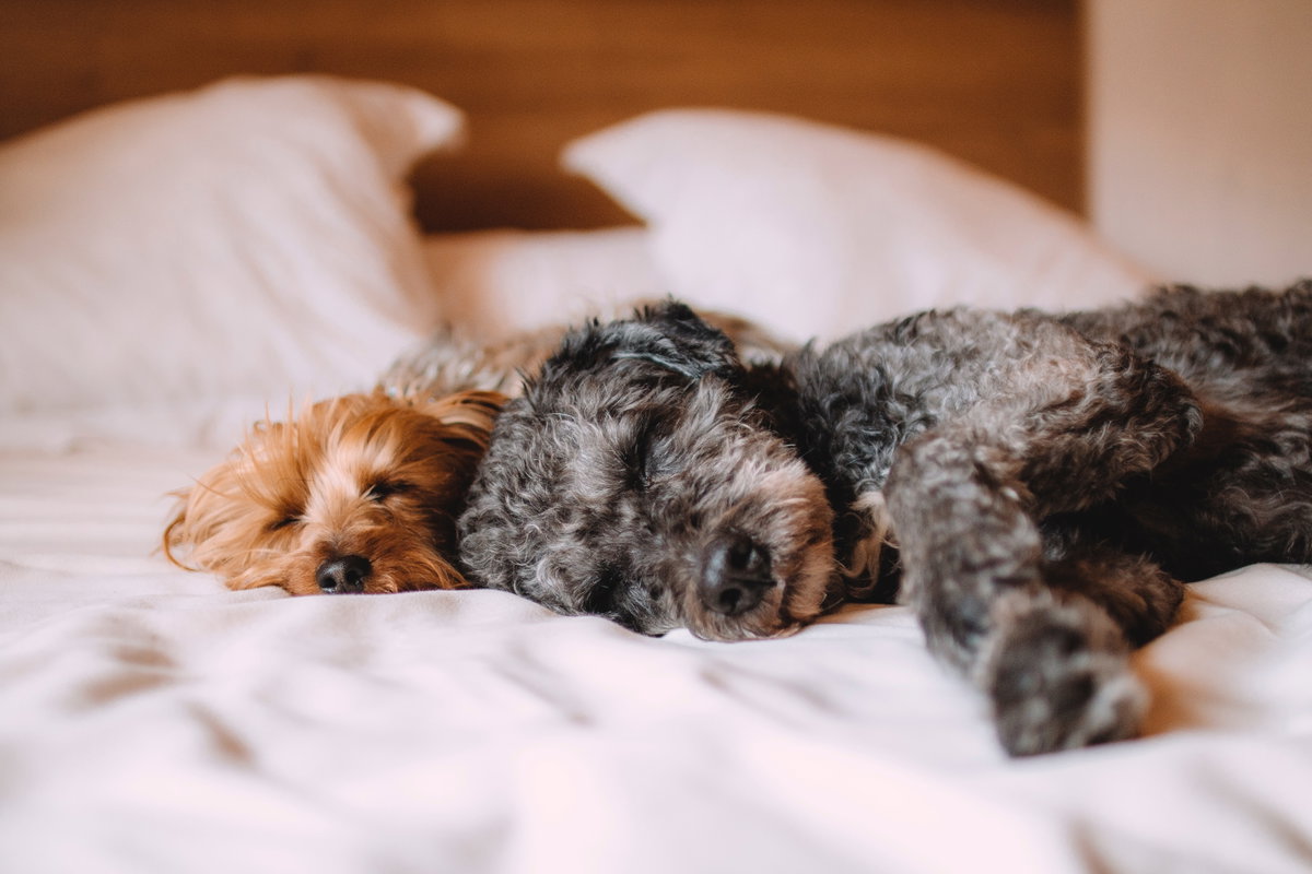 Zwei Hunde im Bett