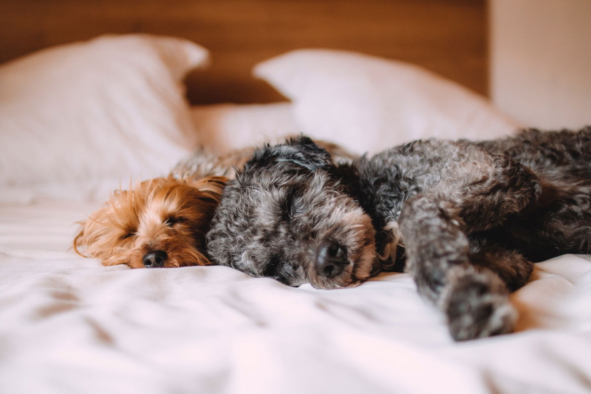 Hunde: Darum solltet ihr sie nicht in eurem Bett schlafen lassen