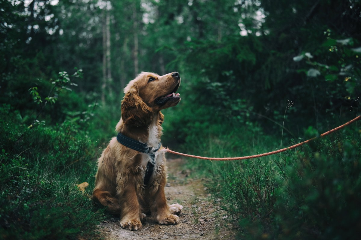 brauner Hund im Wald