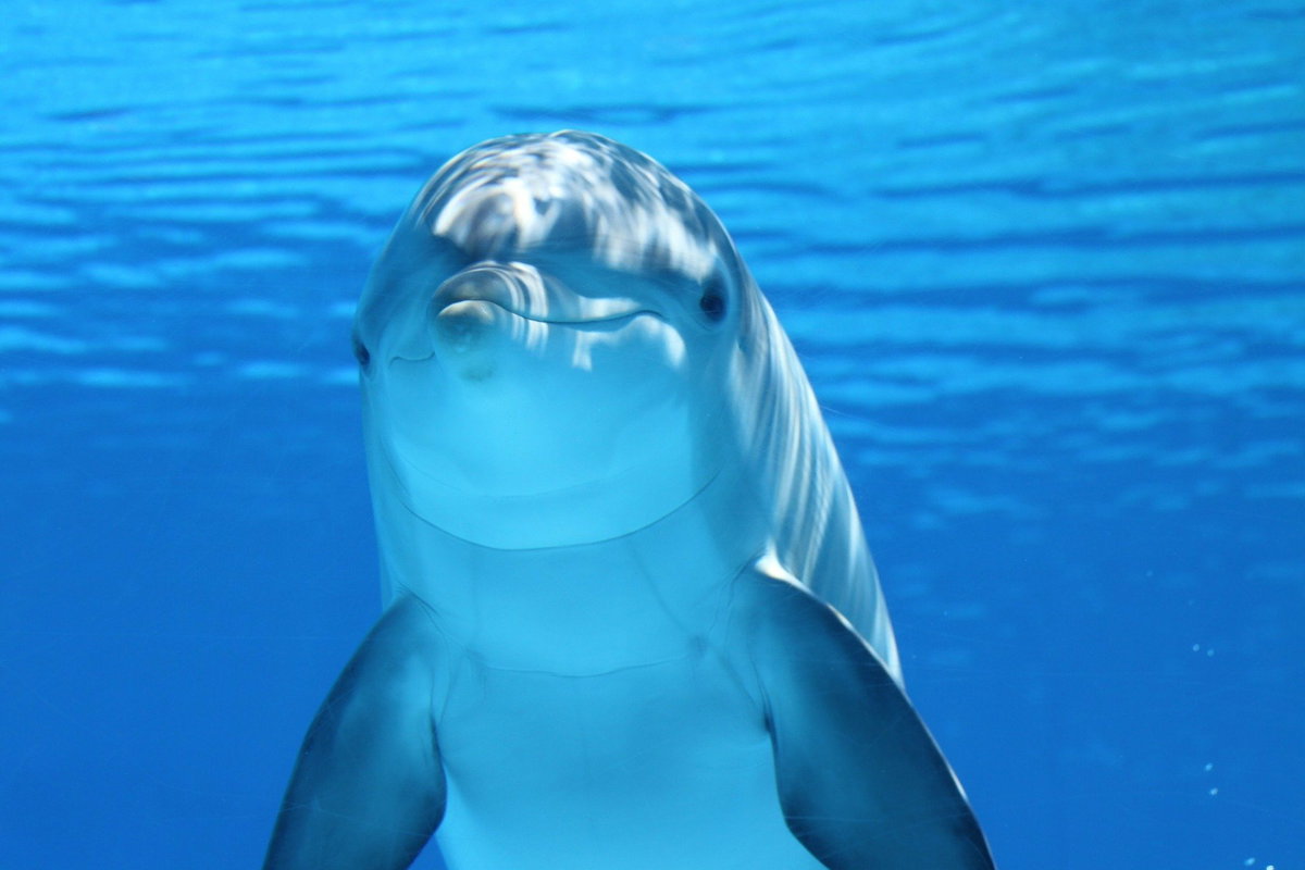 Delfin meer