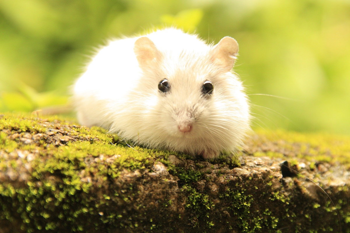 weißer hamster