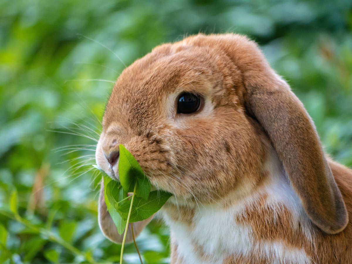 hase frisst klee