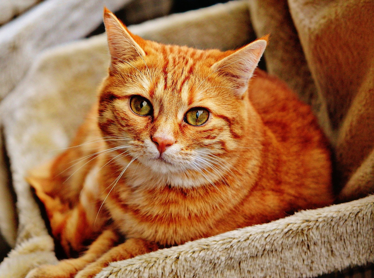 katze