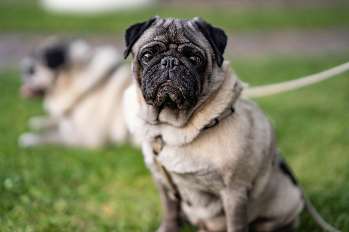 mops wiese
