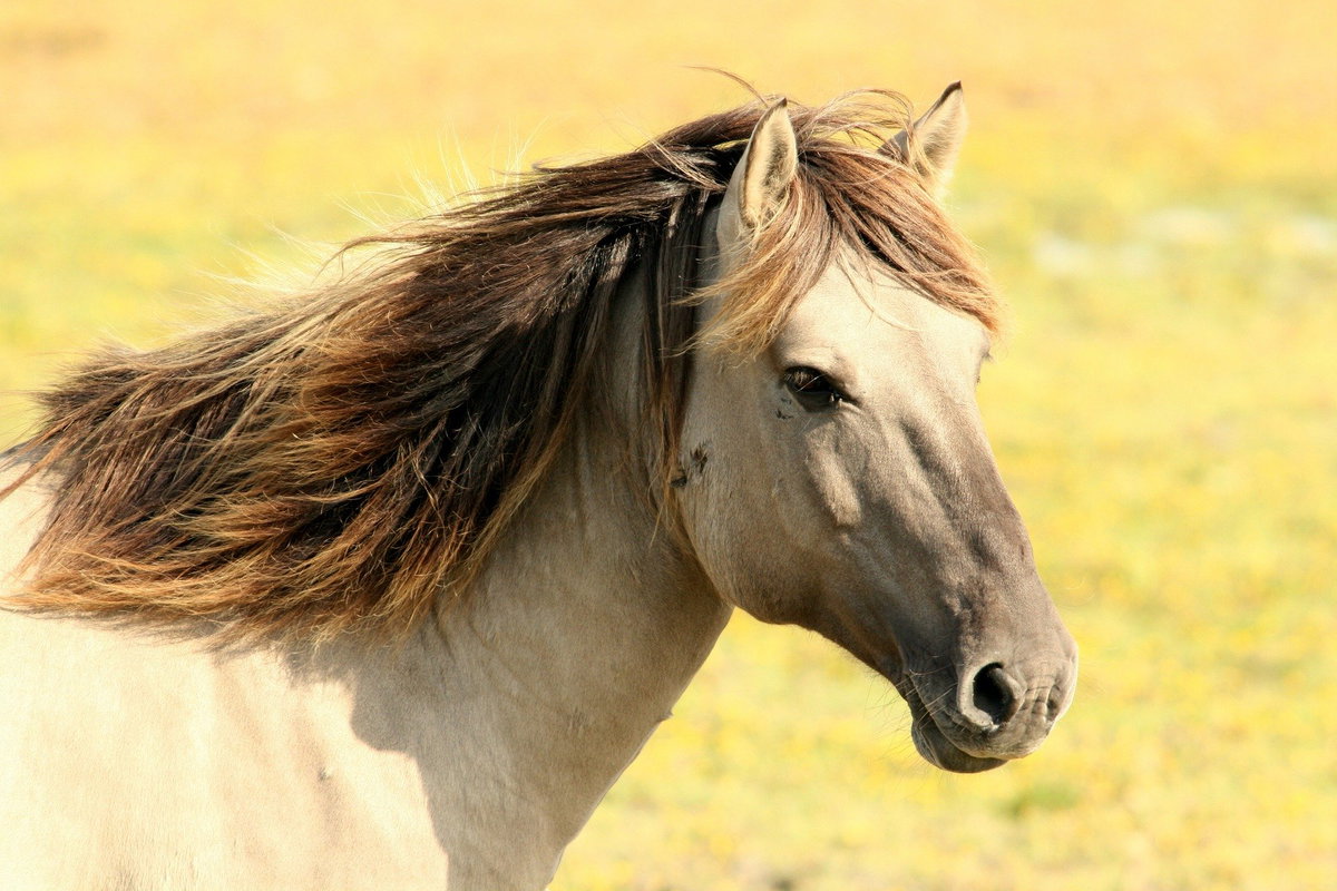 pferd