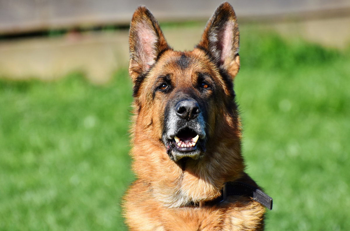 schäferhund hund