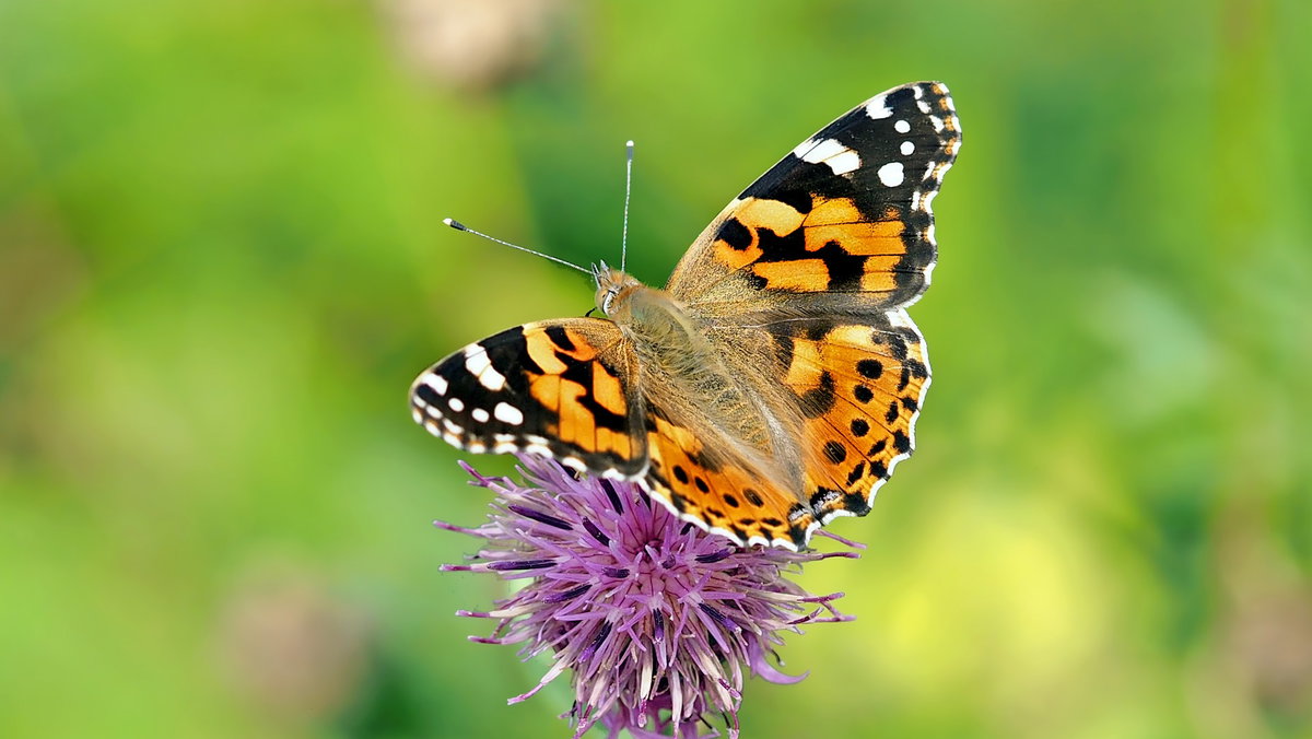 Schmetterling blume