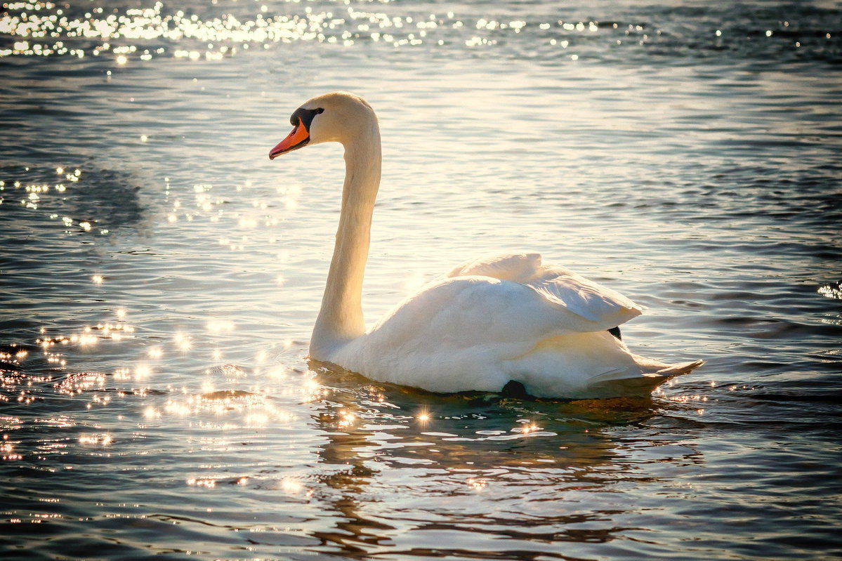 Schwan wasser