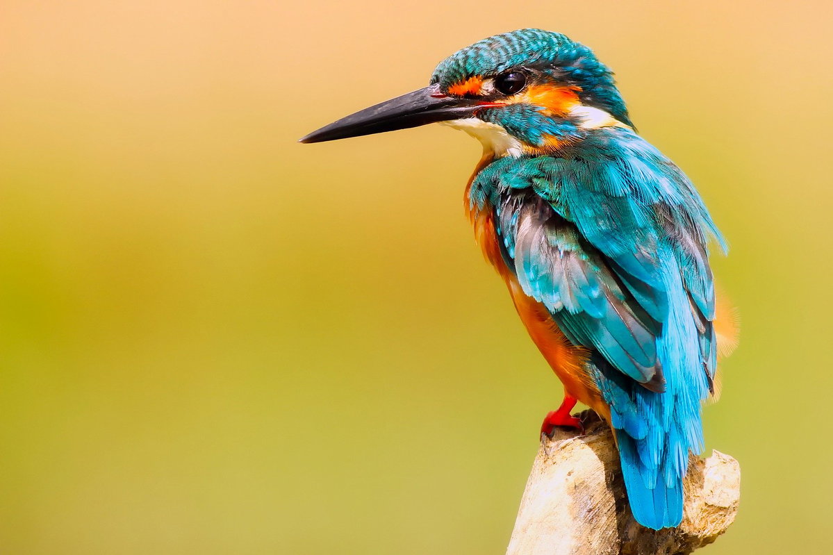 Eisvogel vogel