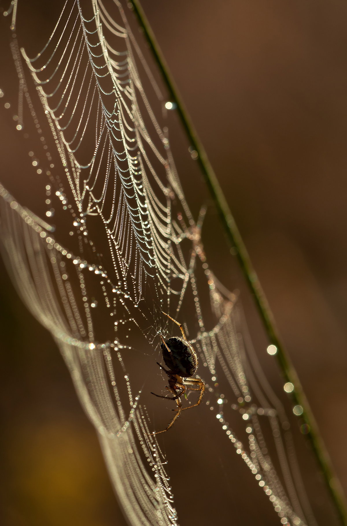 Spinne im Spinnennetz