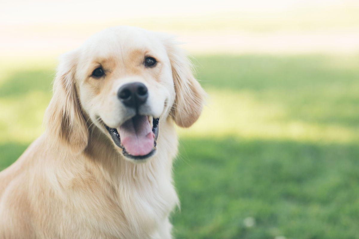 Darum legt dein Hund den Kopf schief, wenn Du mit ihm sprichst