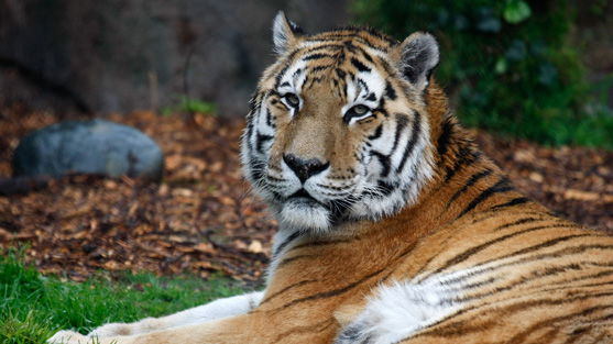 Tiger verletzt Pfleger tödlich