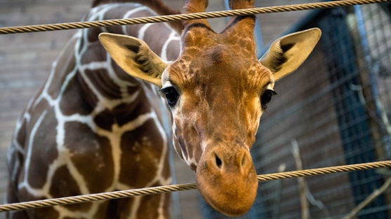 Zoo tötet gesunde Giraffe