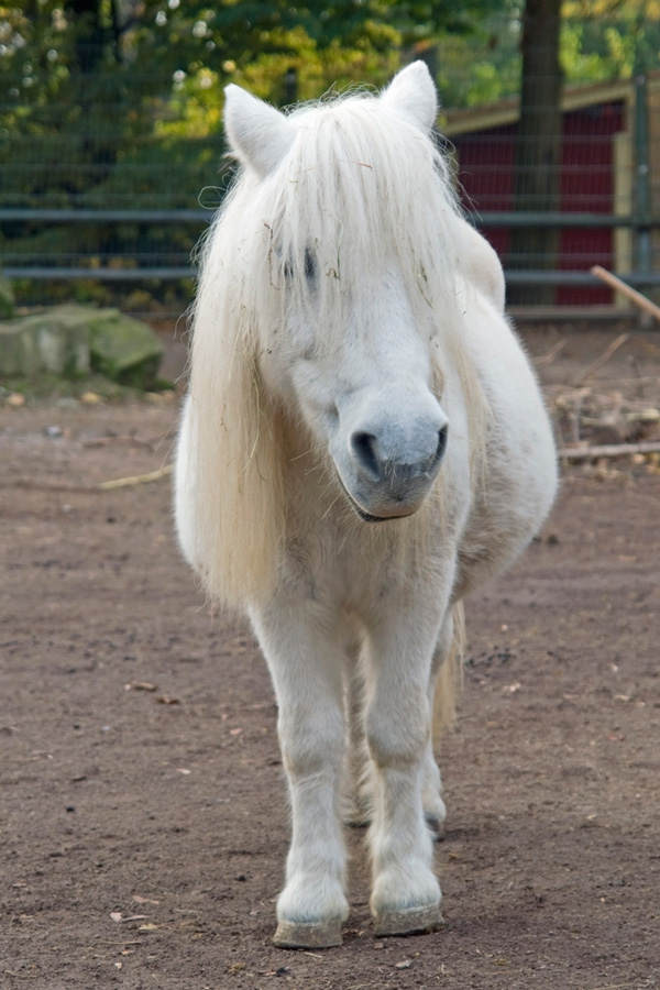 Riding the cotton pony