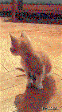 Katze wäre gerne Osterhase