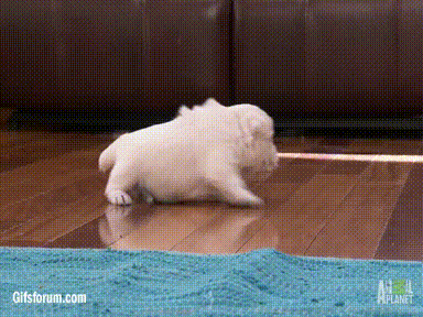 Babyhund tanzt den Moonwalk