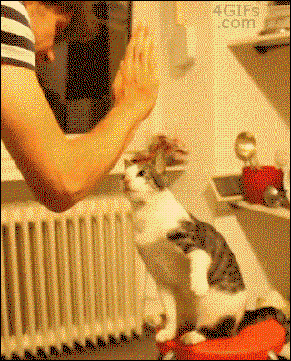Die coolste Katze der Welt