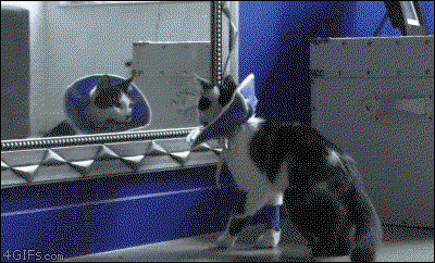 Katze erschrickt vor sich selber