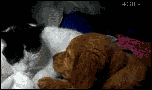 Katze und Hund verliebt