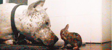 Mutigster Hase der Welt
