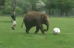 Elefant hat keine Lust auf Fußball