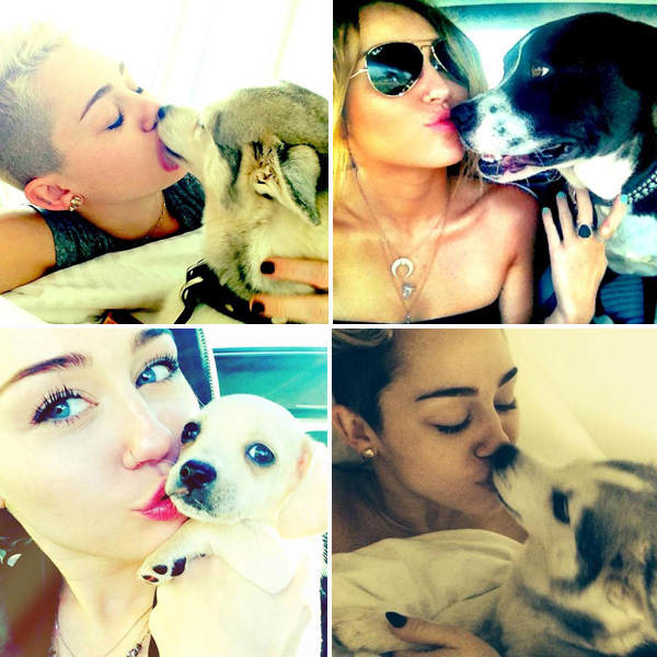 Miley Cyrus küsst ihre Hunde