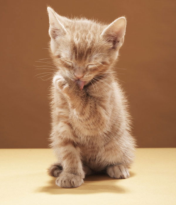Tier-Fotos: Katzenwäsche