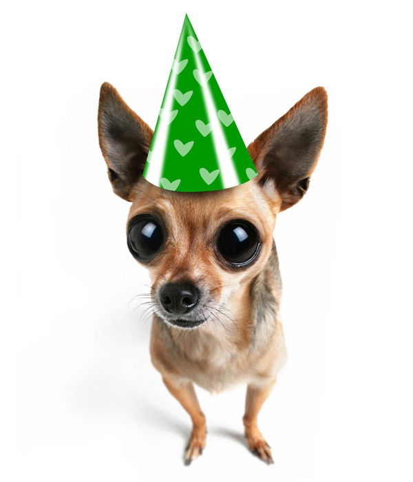Tier-Fotos: Chihuahua