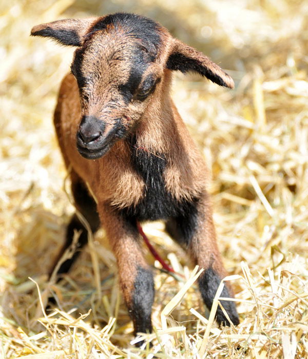 Tierfotos: Ziegenbaby
