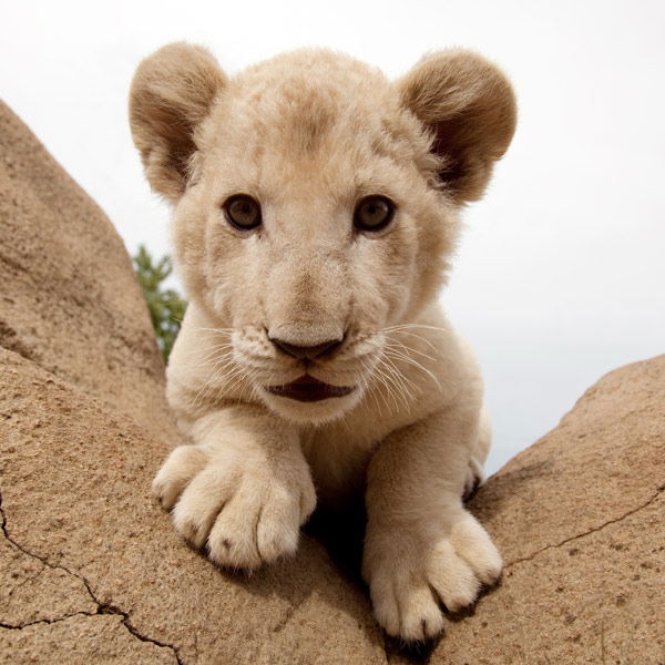 Tier-Fotos: Löwenbaby