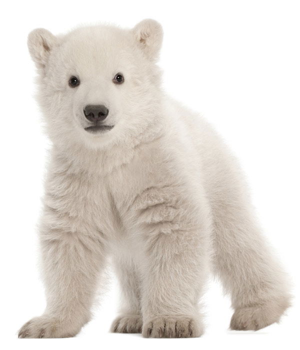 Tier-Fotos: Eisbärbaby
