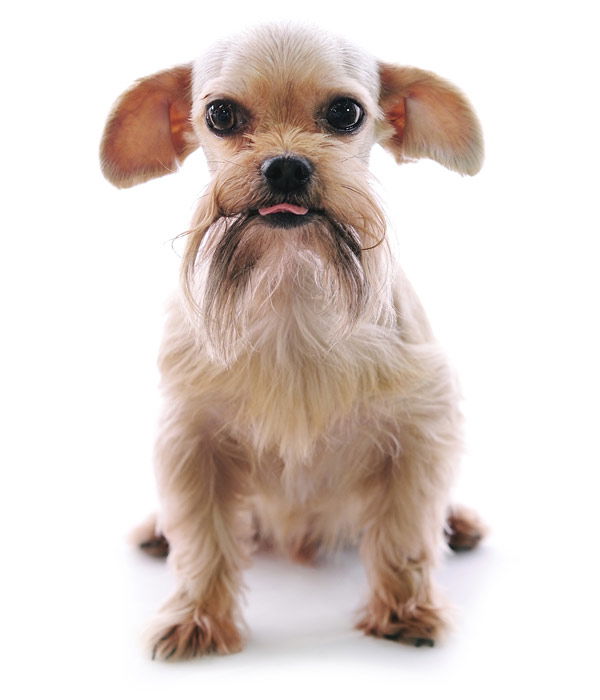 Tier-Fotos: Shih Tzu