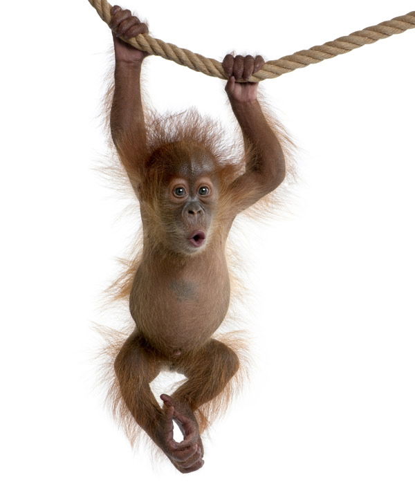Tier-Fotos: Orangutan-Baby