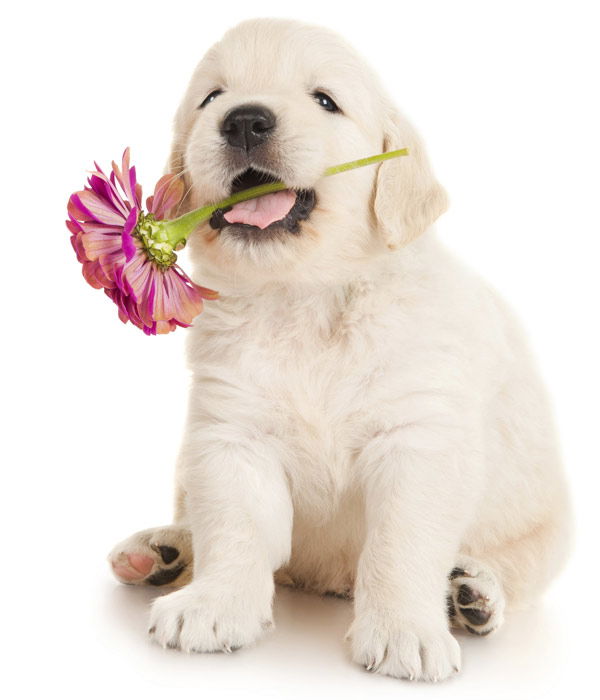 Tier-Fotos: Golden Retriever Welpe
