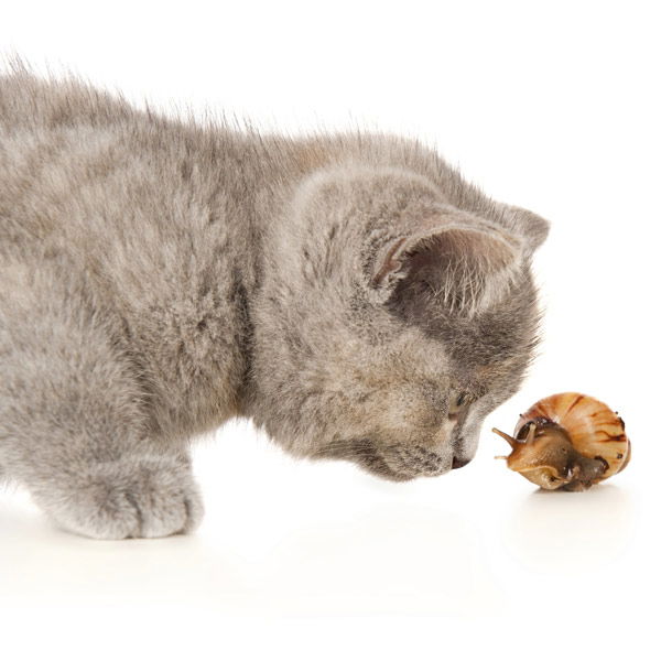 Tier-Fotos: Katze & Schnecke