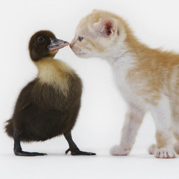 Tier-Fotos: Ente & Katze