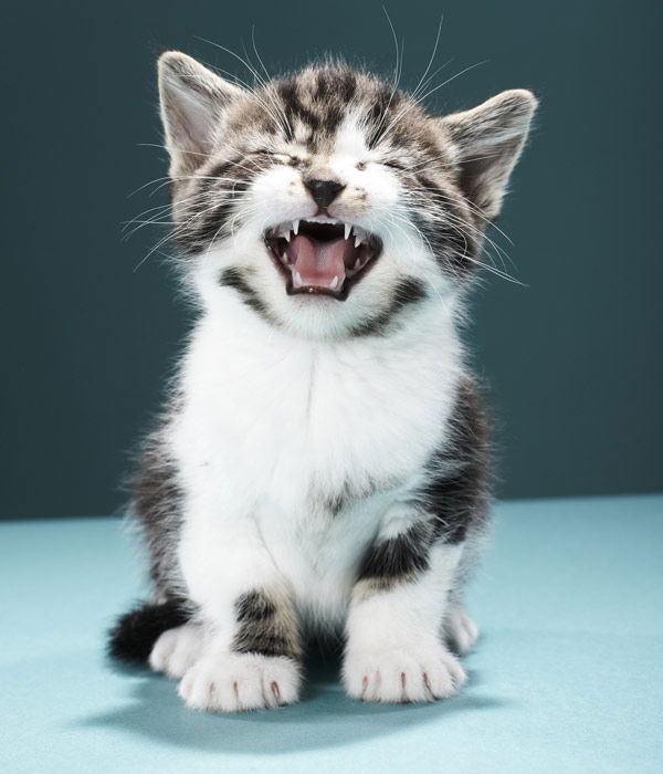 Tier-Fotos: Armes Katzenbaby