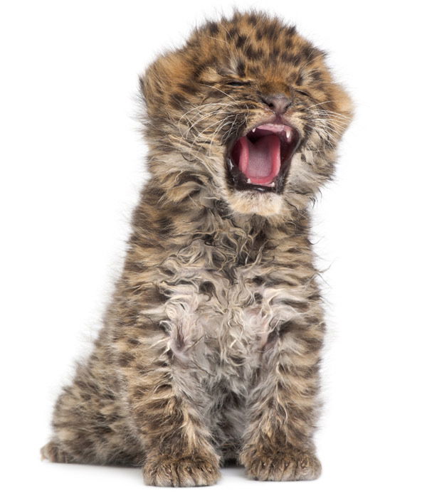 Tier-Fotos: Amurleopard