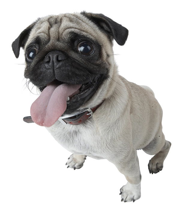 Tier-Bilder: Mops