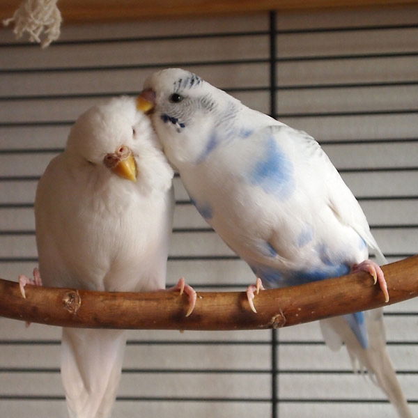 Tier-Fotos: Wellensittiche