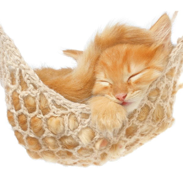 Tier-Fotos: Katzenbaby beim Chillen