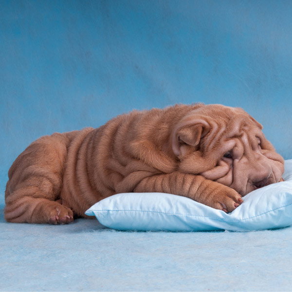 Tier-Fotos: Shar Pei