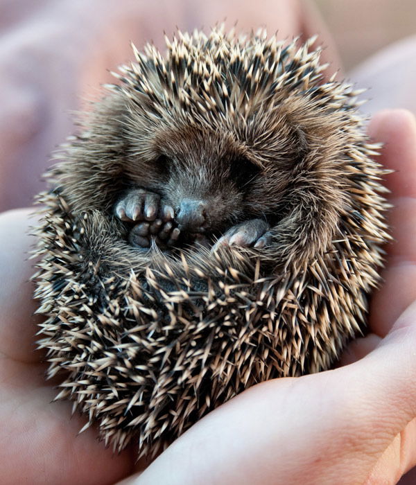 Tier-Fotos: Igel-Baby