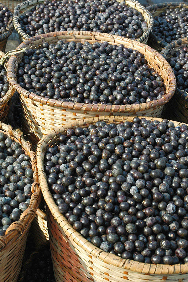 Acai Beeren zum Abnehmen