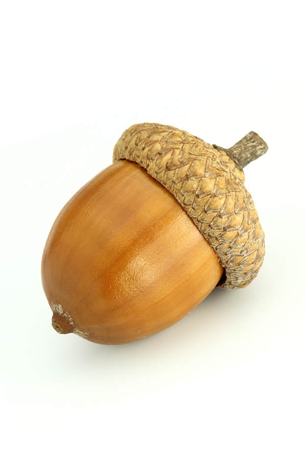 Eichel (Glans Penis): der Peniskopf