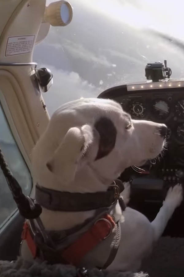 Dieser Hund fliegt ein Flugzeug